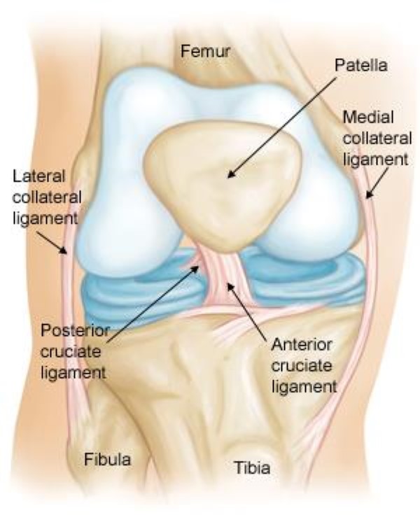 Ligamento Cruzado Anterior - LCA