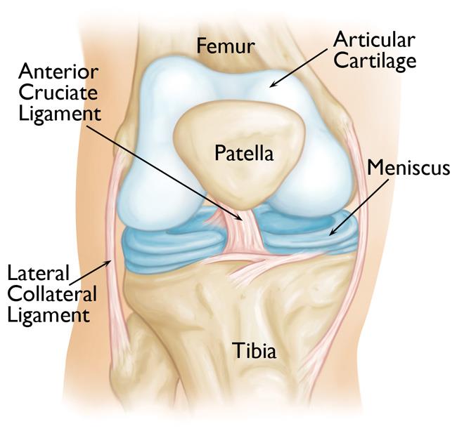 anatomia joelho